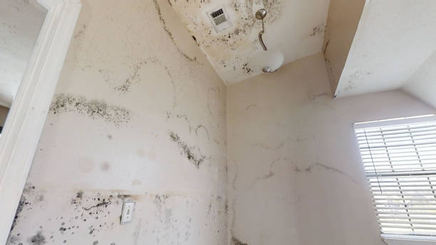 Best Comprehensive Air Testing for Mold Contaminants  in Lorenzo, TX