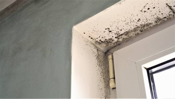 Best Asbestos and Lead Testing During Mold Inspection  in Lorenzo, TX