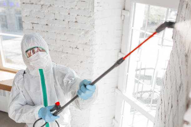 Best Basement Mold Removal  in Lorenzo, TX
