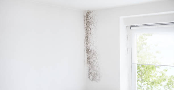 Best Mold Odor Removal Services  in Lorenzo, TX
