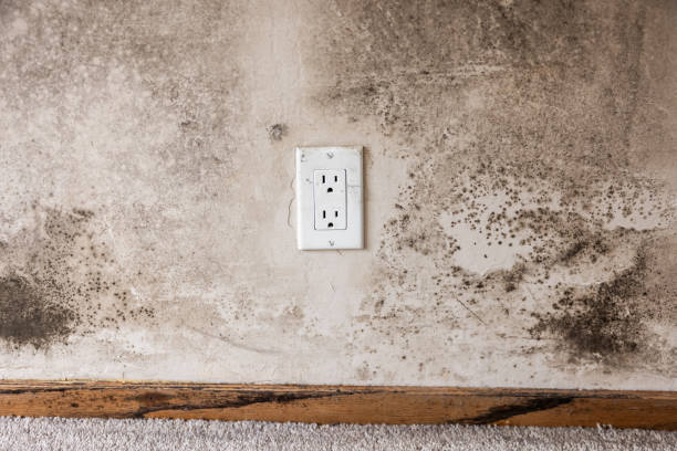 Best Mold Damage Restoration  in Lorenzo, TX